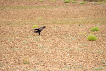 Black vulture (Aegypius monachus) photographed in Spain