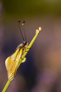 Owl fly (Libelloides longicornis) photographed in Spain
