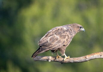 Common Buzzard (Buteo buteo) photographed in Spain