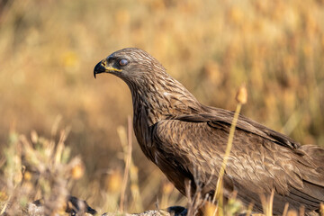 Black kite (Milvus migrans) photographed in Spain