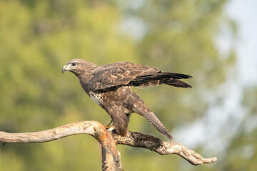 Common Buzzard (Buteo buteo) photographed in Spain