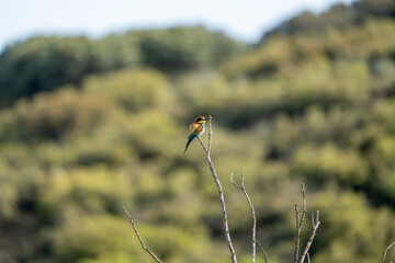 European bee-eater (Merops apiaster) photographed in Spain