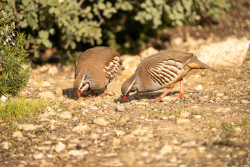 Red-legged partridge (Alectoris rufa) photographed in Spain