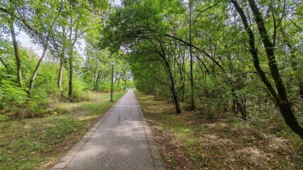 Naklejka premium Paved walkway through green forest