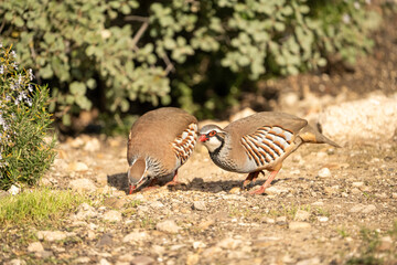 Red-legged partridge (Alectoris rufa) photographed in Spain