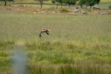 Red kite (Milvus milvus) photographed in Spain