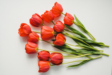 bouquet of tulips. Bouquet of tulips on a white background. Red tulips.