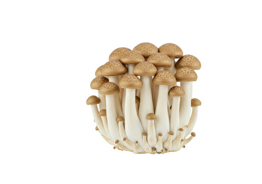 しめじ」の写真素材 | 27,773件の無料イラスト画像 | Adobe Stock