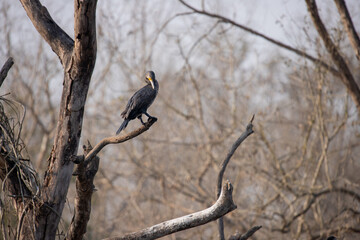 Great Cormorant Perched on Tree Branch in Chitwan National Park – Wild Bird of Nepal