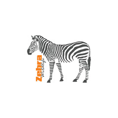 Zebra logo design is elegant and modern style. Isolated zebra on white background