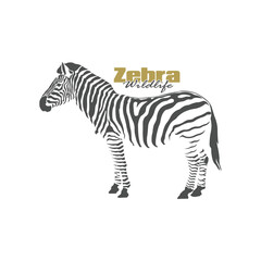 Zebra logo design is elegant and modern style. Isolated zebra on white background