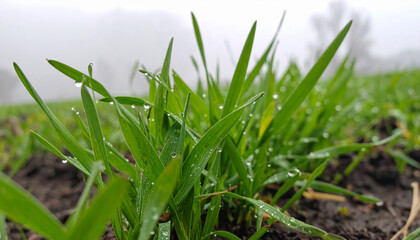 Obraz premium Green Wheat Sprouts Macro with Water Droplets. Bishvat jewish festival. Generated Image