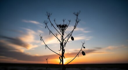 Obraz premium Silhouette of a Dried Plant at Sunset.