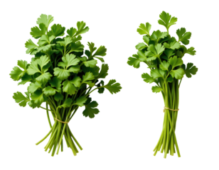 Fresh Cilantro Bunches on Transparent background for Cooking and Garnishing
