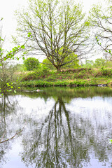 A tree reflected on water in a country park landscape