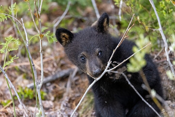 Black bear cub chewing on tree.  © Brittany