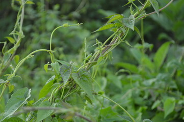 Close-up of green leaves with natural background in daylight
