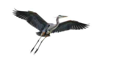 Majestic adult Great Blue Heron, blue-gray plumage, yellow-orange beak, graceful mid-flight, wings extended, isolated on transparent studio background with copy space, concept of natural grace and