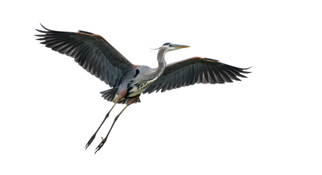 Majestic adult Great Blue Heron, blue-gray plumage, yellow-orange beak, graceful mid-flight, wings extended, isolated on transparent studio background with copy space, concept of natural grace and