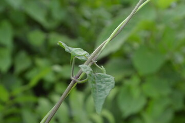 Close-up of green leaves with natural background in daylight