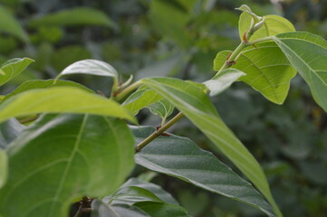 Close-up of green leaves with natural background in daylight