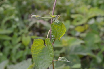Close-up of green leaves with natural background in daylight