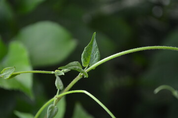 Close-up of green leaves with natural background in daylight