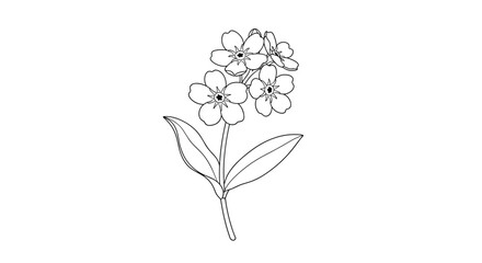 Delicate outline drawing of forget me not flowers with stems and leaves in simple botanical style illustration