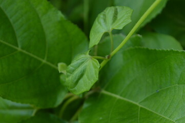 Close-up of green leaves with natural background in daylight