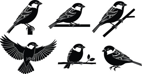 Obraz premium Sparrow bird silhouette vector set with perched, flying, and standing poses, wildlife clipart, songbird illustration for nature, animal, and design projects