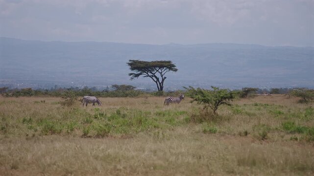 Zebras Grazing in African Savannah with Acacia Tree