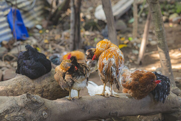 Chickens in the farm