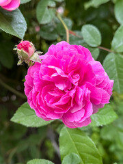 Pink Rose in Full Bloom on Green Leaves