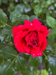 Deep Pink Rose with Water Droplets Close-Up Garden Bloom