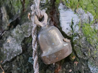 small old bell on a rope, trunk of a birch tree