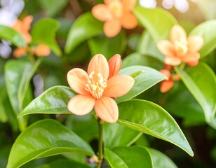 Fototapeta premium Close-up of vibrant orange blossoms amidst lush green foliage