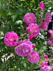 Fototapeta premium Rosa Super Dorothy.a climbing rose bush with delicate pink neat inflorescences. a flower garden with large rose bushes. flower background
