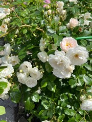 Rose Swany. An old, thick-masked, popular rose with cup-shaped white inflorescences. An old flower garden with large rose bushes. flower background
