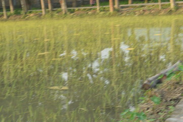 Tranquil natural pond surrounded by trees in a peaceful rural setting