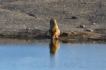 Fototapeta premium Männlicher Löwe am Wasserloch Chudop im Etoscha Nationalpark in Namibia. 