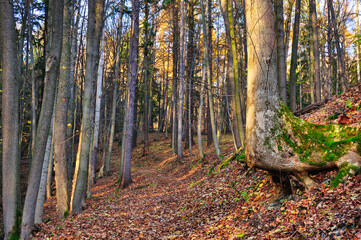 Rezerwat Przyrody "Nad Groblą" (Park Krajobrazowy "Chełmy").Żywy widok na las w rezerwacie przyrody, z jesiennymi liśćmi i poskręcanym, pokrytym mchem drzewem. © Pol Badger