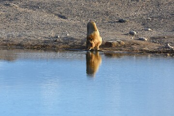 Fototapeta premium Männlicher Löwe am Wasserloch Chudop im Etoscha Nationalpark in Namibia. 