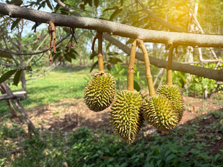The green baby durian seasonal, start season of king of fruit with yellow light background.