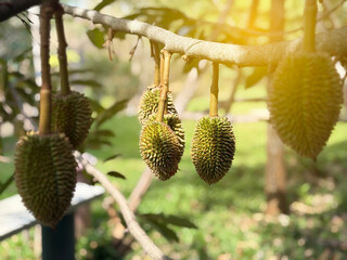 The durian baby, king of fruit