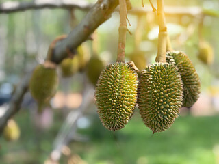 The durian baby, king of fruit
