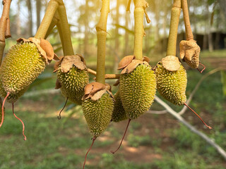 The durian baby, king of fruit
