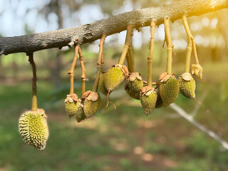 The durian baby, king of fruit
