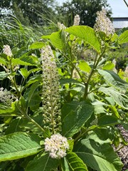 Phytolacca acinosa Roxb. A tall plant with thick branching stems and unusual white blooming flowers in a summer garden. Flower background