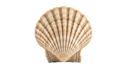 Obraz premium Scallop Shell Closeup Studio Shot
