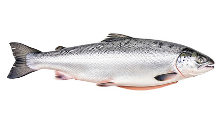 Obraz premium Fresh Atlantic Salmon Fish Studio Shot
